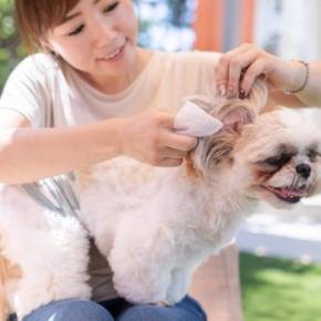 犬を『トリミング』する頻度はどれくらい?犬種や年齢別の目安から定期的なカットの必要性まで