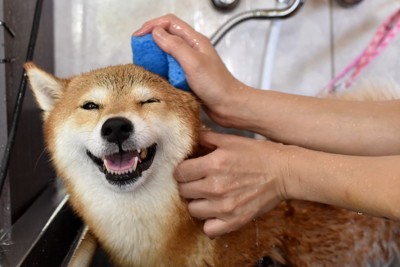 柴犬・シャンプー中