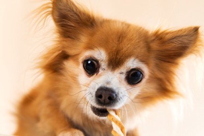 おやつを食べる犬の顔のアップ