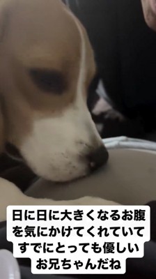 飼い主のお腹の匂いを嗅ぐ子犬