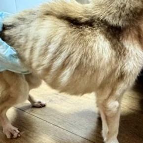 ネグレクトされ『ガリガリにやせ細った犬』を保護した結果…たった１ヶ月後→『別犬のようなビフォーアフター』に「表情すごい」「いいお顔」の声
