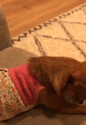 下を向くよもぎ子ちゃん