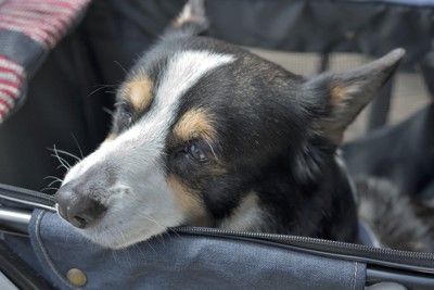 寂しそうな犬