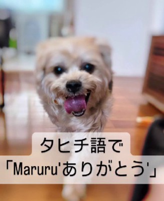 タヒチ語で「ありがとう」