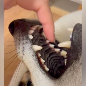 仰向けで口を開けている犬→指を突っ込んでみた結果…まさかの『ワニワニパニックみたいな光景』が20万再生「イヌイヌパニックw」「にやけた」