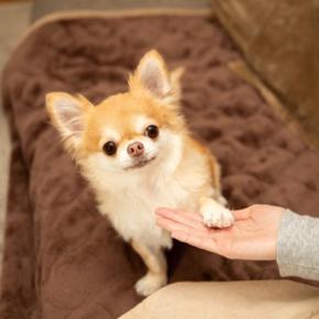 犬は人の言葉や特徴をどのように覚えているの?ワンコたちの記憶力の仕組みとは