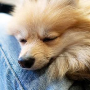 犬の『赤ちゃん返り』3つの原因 突然甘えん坊になる理由から適切な対処法まで