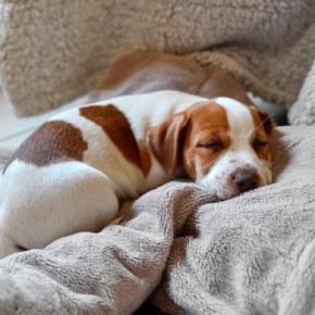 犬が『いびき』をかいている時の原因7つ 体にトラブルを抱えている可能性から改善策まで