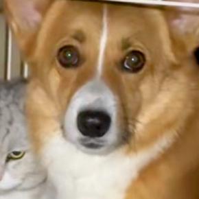飲んでいた水を猫に横取りされた犬→飼い主に助けを求め…思った以上に『切実な表情』が28万再生「顔で訴えてるのジワるw」「逆かと思ったw」