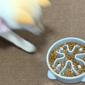 子犬のご飯に『早食い防止皿』を使ってみた結果→もはや倍速…?予定と違いすぎる光景が256万再生「早送りみたいw」「お見事すぎ」と爆笑