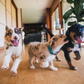 犬が家の中で『大騒ぎする』4つの理由 考えられる原因から落ち着かせるための対処法まで