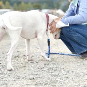 犬が飼い主の服に体を擦りつける理由4つ 夢中でスリスリする愛犬の心理から対処法まで