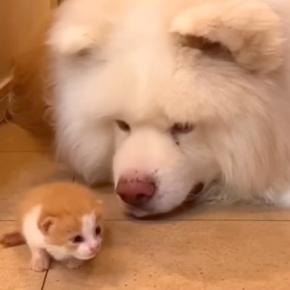 拾われた赤ちゃん猫が『秋田犬に育てられた』結果→1年後…『まるで親子のような光景』が181万再生「ふたりとも可愛い」「懐の深さに感動」