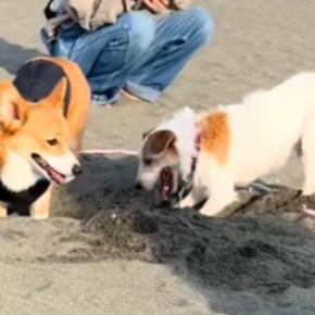 砂浜で先輩犬に穴掘りを教わる犬→一生懸命になりすぎて…『まさかの結末』に4万いいね「不器用さが愛おしい」「途中から我が道進んでるｗ」