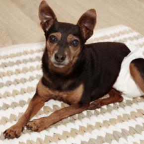 シニア犬がお漏らしをしてしまう理由4つ 粗相をしてしまう原因や対処法を解説