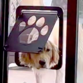庭で遊んでいた3頭の大型犬→網戸につけた『犬用ドア』で部屋に入ろうとしたら…完全に想定外な『豪快すぎる結末』が13万再生の反響