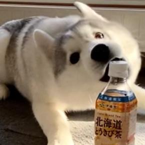 ペットボトルを目の前にしたハスキーの子犬→なぜかビビり散らかし…まさかの『敵認定する光景』に「かわいいw」「仕事の疲れ吹っ飛んだ」の声