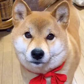 寝る時間になったので『もうねんねだよ』と犬に伝えた結果…人の子のような『愛に溢れている光景』が87万再生「賢すぎ」「会話が成立してる」