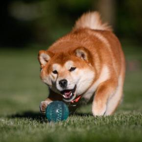 『ドジな犬』に共通する4つの特徴 おっちょこちょいな行動の原因から注意点まで