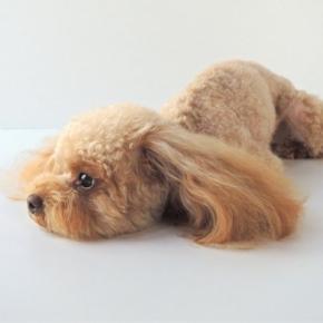 犬の糖尿病管理について｜適切な食事の与え方から運動の重要性まで【獣医が解説】