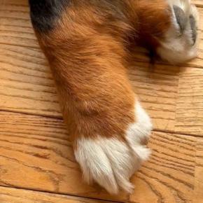 超大型犬のおててを人間の手と比較してみたら…思った以上に『重量感ある光景』に2万いいね集まる「たまらん…最高」「握手してください」と悶絶