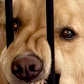 『家を間違えたかと思った』帰宅してドアを開けた瞬間…想像もしなかった『大型犬がしていた行動』に2万いいね「どういう感情ｗ」「顔ｗｗ」