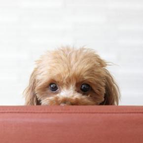 『家族が好きじゃない犬』がみせる共通点5選　信頼を取り戻すためにすべきことまで