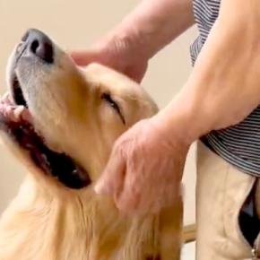後遺症で歩くのも困難だったおじいちゃん→大型犬と毎日一緒に過ごした結果…思わず泣けてくる『現在の光景』に反響「最高のリハビリ」「天使」