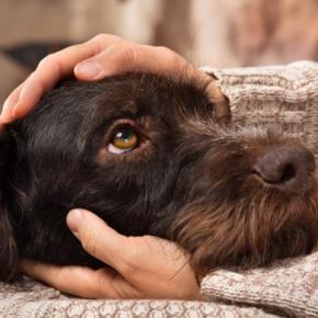 犬の緑内障とは｜危険な症状や最新の治療法、予防のポイントまで獣医が解説