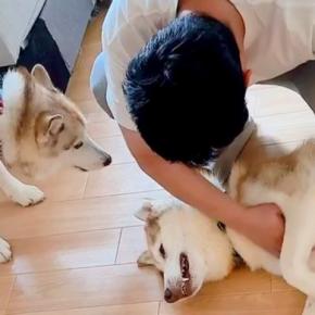 甘えるハスキー犬を撫でた結果→もう1匹のハスキーが来て…まさかの『嫉妬でブチギレる光景』に1万いいね「たまらん可愛さ」「独占禁止法ｗ」