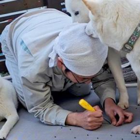父が犬用の出入り口をDIY→家の中から呼んでみた結果…3匹が見せた『個性的な反応』が12万再生「邪魔かわいいｗ」「素晴らしい」と絶賛