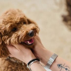 犬に幸せを与える『飼い主の言葉』5選　愛犬の幸福度を高めるために日頃から意識すべきことまで