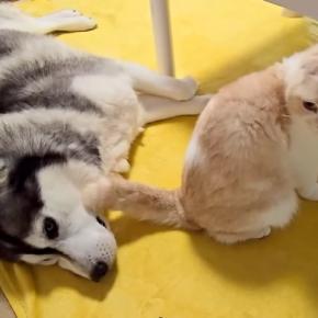 寝転がっている大型犬→目の前で『猫が強烈なオナラをした』結果…あまりのニオイで見せた反応が12万再生「お気の毒ｗｗ」「わざとかな？ｗ」