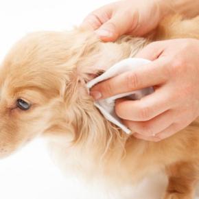 犬が『耳掃除を拒否する』4つの心理　嫌がってしまう原因からお手入れの注意点まで