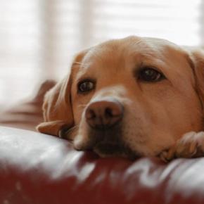 愛犬がガッカリする『飼い主の言動』6つ　何気ない振る舞いが原因で信頼を失ってしまうかも？