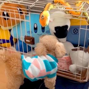犬のケージに『大量のぬいぐるみを入れてみた』結果→ブチぎれた後…あまりにも可愛い行動が３万再生「笑っちゃったｗ」「ニヤニヤする」と反響