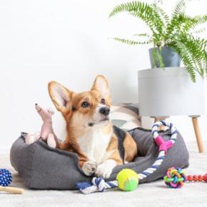 犬がすぐに飽きる『おもちゃ』4つの特徴 興味を失う理由から選び方のポイントまで