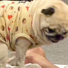 帰宅したお父さんを出迎える犬→なぜかお腹の上で…想定外な『クセが強すぎる歓迎の方法』に2万いいね「子どもと一緒ｗ」「グエッてなる」と爆笑
