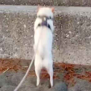 海岸へ行った犬が『石段を登ろうとしたジャンプした』結果…手に汗握る『まさかの光景』に腹筋崩壊「思わず応援したｗｗｗ」「声出して笑った」