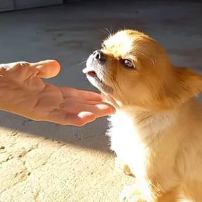 犬を可愛がるおばあちゃんに『犬が好きか』聞いてみた結果…思わず吹き出す『衝撃的な返答』が326万再生「爆笑したｗｗ」「追い打ちで草」