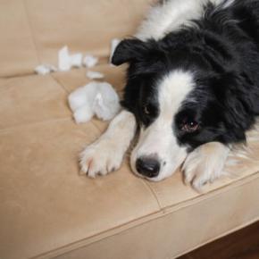 犬が『叱られた』ときにみせる態度4つ　注意されたことを理解している？適切な叱り方まで