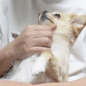 飼い主の浮気を察知して激怒する犬→仲直りをしたら…もはや人間のような『今まで以上に甘えん坊になってしまう光景』が4万再生「可愛すぎｗ」