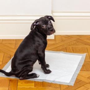 犬が『トイレ』を我慢しているサイン４選　おしっこをしない理由や病気のリスクまで