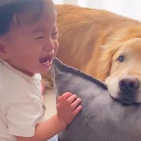 高熱が出てぐずっている男の子→そばにいる大型犬が…素敵すぎる『まさかの神対応』に「優しいお兄ちゃん」「心配なんだね」と3万再生の反響