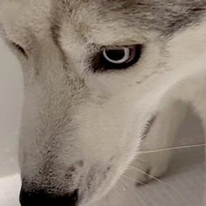 ハスキー犬をお風呂に入れた結果→まさかの『被害者面をする光景』に11万いいねの反響「恨めしそうで草」「希望失った顔してるｗ」と爆笑
