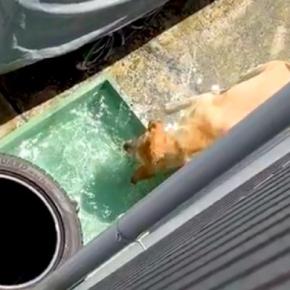 水遊びする大型犬を『スマホでこっそり隠し撮りをした』結果→気付かれてしまい…とんでもなく尊い光景が53万表示「お誘いかな？」「可愛すぎ」