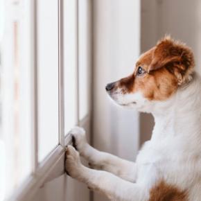 犬が『窓の外を見つめる』心理4選　外に興味を持つことのメリット・デメリットまで