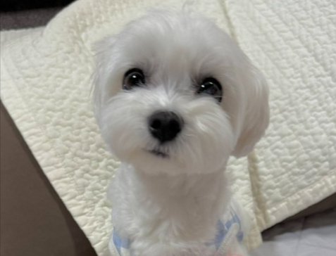 立派に成長