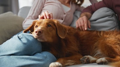 寄り添う犬を撫でる女性