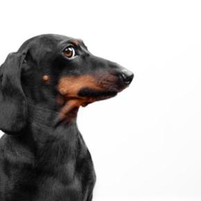 『しつけ』があまりできていない犬の共通点５選　外出時トラブルの原因となることも…